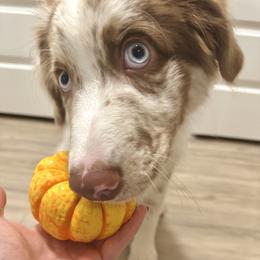 Australian Shepherd All Grown Up from Flowertown Aussies