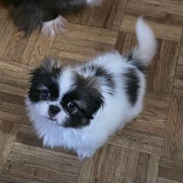 Jack - Red male Pekingese puppy in Winchester, Virginia from Posh Pekingese