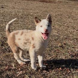 Aspen-red Merle with blue eyes - Red merle male Border Collie puppy in Chattanooga, Tennessee from Ross Vegas Kennels