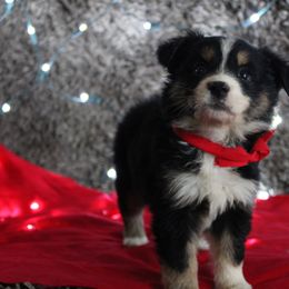 Cavapoo and Miniature Australian Shepherd Puppies from Alexander Canines