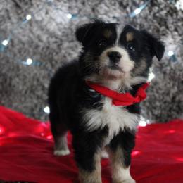 Cavapoo and Miniature Australian Shepherd Puppies from Alexander Canines