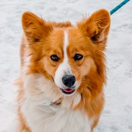 Punk - Pembroke Welsh Corgi