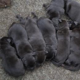Serenity - Chocolate female Labrador Retriever puppy in Camden, Indiana from Camden's Caring Canines
