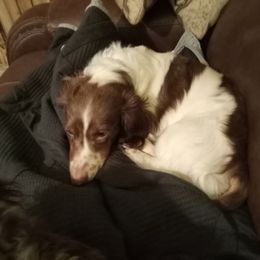 COLT - Dachshund