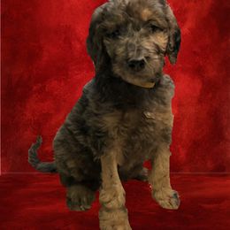 Assorted Doodle Crosses Puppies from Oodles of Kisses' Great DaNoodles