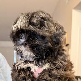 Remmy - Black and white male Shih Tzu puppy in Victorville, California from Precioustzus