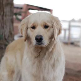 Golden Retrievers from Greybull River Goldens