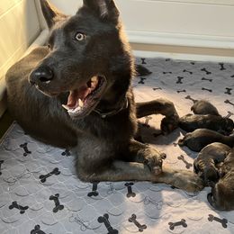 German Shepherd Puppies from Pocono GSD