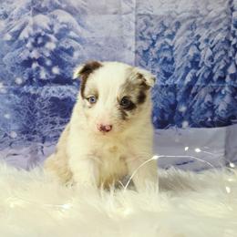 Pawbert Lynxley - White and red male Border Collie puppy in Avilla, Indiana from Borderline Kennels