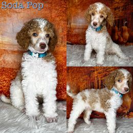 Soda - Poodle puppy in Swansboro, North Carolina from Monarch Standard Poodles