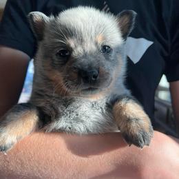 Boy 1 - Blue male Australian Cattle Dog puppy in Irvington, Kentucky from Dry Valley’s Australian Cattle Dogs