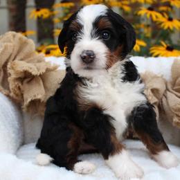 Lego - Tri-color male Bernedoodle puppy in Perrysville, Ohio from Pleasant Valley Bernedoodles