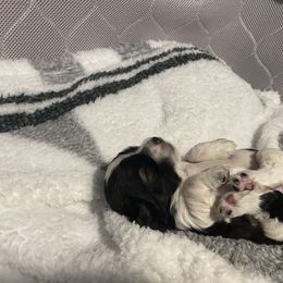 Cocker Spaniel Puppies from Becky's Cockers