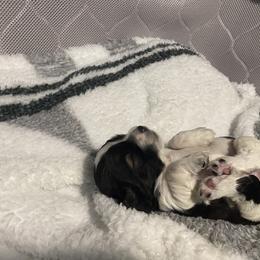 Cocker Spaniel Puppies from Becky's Cockers