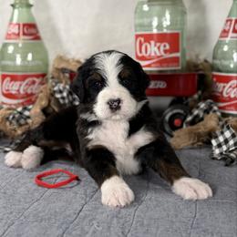 Bronco (Red boy) - Tri-color male Bernedoodle puppy in Waukesha, Wisconsin from Bernedoodle Boutique (and Cavapoos)