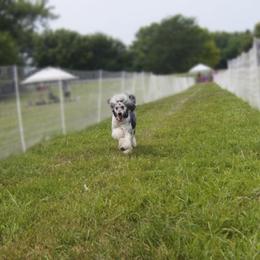 Gigi - Poodle