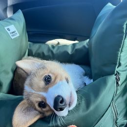 Pembroke Welsh Corgi Puppies from California Corgi Butts