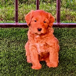 Australian Labradoodle Puppies from Serenity Springs Labradoodles