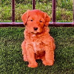 Australian Labradoodle Puppies from Serenity Springs Labradoodles