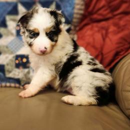 Girl 1 - Blue merle female Toy Australian Shepherd puppy in Hampton, Tennessee from TC Farms Stock Dogs - Miniature Australian Shepherds