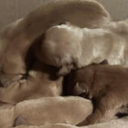 Labrador Retrievers from Deniece Hawkins