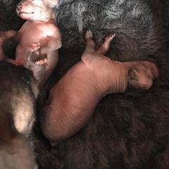 Xoloitzcuintli Puppies from Vineyardview Xoloitzcuintle