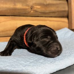 Orange Male - Black male Labrador Retriever puppy in Franklin, Virginia from Oak Hollow Retrievers