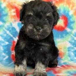 Sassy and Sweet Girl - Black and silver female Miniature Schnauzer puppy in Greensburg, Louisiana from Brock’s  Miniature Schnauzers of Louisiana