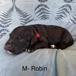 Robin - Chocolate male Australian Labradoodle puppy in Morgan Hill, California from Loving Labradoodles