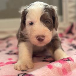 PUDDING - Fawn and white female Sheepadoodle puppy in Riverside, California from Downtown Doodles & Frenchies