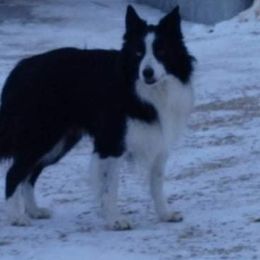 Max - Border Collie