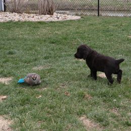 Boykin Spaniel Puppies from Bayhill Boykins