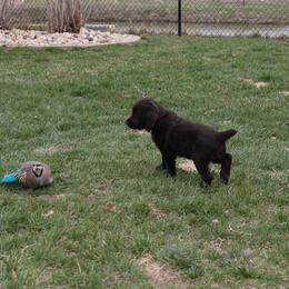 Boykin Spaniel Puppies from Bayhill Boykins