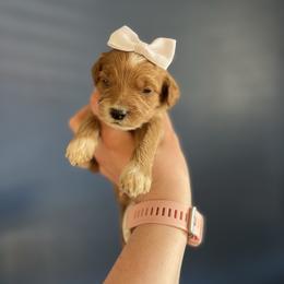White - Parti female Goldendoodle puppy in Casper, Wyoming from 307 Doodles
