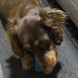 Emma - Dachshund