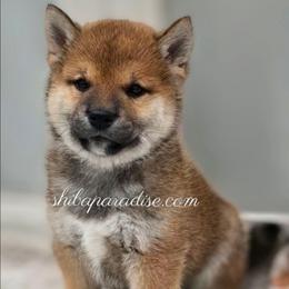 Kuma - Red male Shiba Inu puppy in Tualatin, Oregon from Shiba Paradise