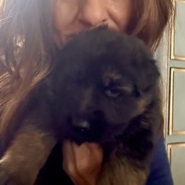 Black and red 1 of 2 - German Shepherd puppy from Cunningham German Shepherds, LLC