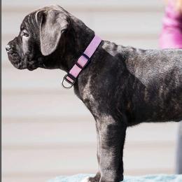 Cane Corso from Milmd Cane Corso