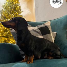 SUSIE - Dachshund