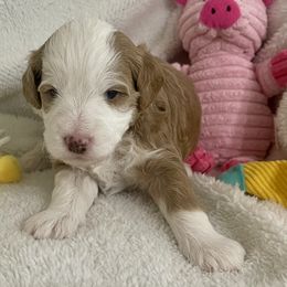 Jack - Brown and white male Bernedoodle puppy in Mount Pleasant, Texas from Hilary’s Doodle Ranch