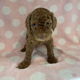 Blue Girl - Red  Poodle puppy in Baton Rouge, Louisiana from Honeybun Poodles
