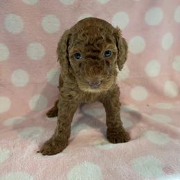 Blue Girl - Red  Poodle puppy in Baton Rouge, Louisiana from Honeybun Poodles