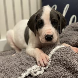 Great Dane Puppies from Oak View Danes