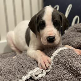 Great Dane Puppies from Oak View Danes