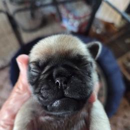 Tictac - Fawn male Pug puppy in Madera, California from Hills Pugs