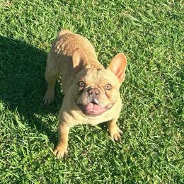 Simba - Liver male French Bulldog puppy in Humble, Texas from Mary_Lands_dog_kennels