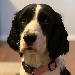 English Springer Spaniels from Prichard Springers