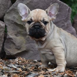 French Bulldog Puppies from Bleu Rock French Bulldogs