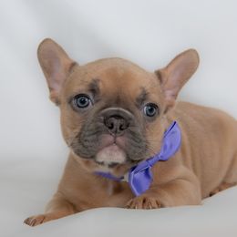 French Bulldog Puppies from Faux Real Frenchies