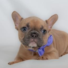French Bulldog Puppies from Faux Real Frenchies
